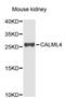 Calmodulin Like 4 antibody, abx003889, Abbexa, Western Blot image 