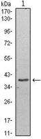 WD Repeat Domain 5 antibody, MA5-15664, Invitrogen Antibodies, Western Blot image 