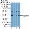 Radical S-Adenosyl Methionine Domain Containing 2 antibody, PA5-23508, Invitrogen Antibodies, Western Blot image 