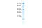 A-Kinase Anchoring Protein 7 antibody, 28-478, ProSci, Enzyme Linked Immunosorbent Assay image 