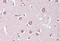 Ectonucleotide Pyrophosphatase/Phosphodiesterase 2 antibody, MBS248105, MyBioSource, Immunohistochemistry frozen image 