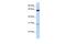 Neurogenin 1 antibody, PA5-40478, Invitrogen Antibodies, Western Blot image 