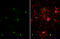 Zinc Finger And BTB Domain Containing 20 antibody, GTX121616, GeneTex, Immunofluorescence image 