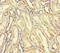 Aspartyl-TRNA Synthetase 2, Mitochondrial antibody, LS-C677648, Lifespan Biosciences, Immunohistochemistry paraffin image 