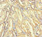 Aspartyl-tRNA synthetase, mitochondrial antibody, LS-C677648, Lifespan Biosciences, Immunohistochemistry paraffin image 