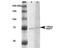 Putative endoplasmin-like protein antibody, NBP2-59343, Novus Biologicals, Western Blot image 