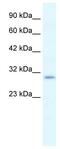 Purinergic Receptor P2X 7 antibody, ab48871, Abcam, Western Blot image 