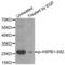 Heat Shock Protein Family B (Small) Member 1 antibody, abx000126, Abbexa, Western Blot image 