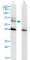 Mitogen-Activated Protein Kinase Kinase Kinase 7 antibody, LS-C139509, Lifespan Biosciences, Western Blot image 