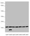 Dynactin Subunit 6 antibody, LS-C675628, Lifespan Biosciences, Western Blot image 