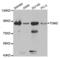 Transglutaminase 2 antibody, LS-C331183, Lifespan Biosciences, Western Blot image 