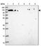 Negative regulator of transcription subunit 1 homolog antibody, NBP2-32045, Novus Biologicals, Western Blot image 