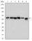 Beclin 1 antibody, abx010456, Abbexa, Western Blot image 