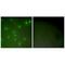 Cyclin A1 antibody, A03889, Boster Biological Technology, Immunofluorescence image 