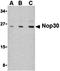 Nucleolar Protein 3 antibody, orb74396, Biorbyt, Western Blot image 