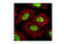 CCCTC-Binding Factor antibody, 2899S, Cell Signaling Technology, Immunocytochemistry image 