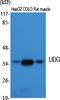 Uracil DNA Glycosylase antibody, A01672, Boster Biological Technology, Western Blot image 