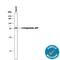 Alpha Fetoprotein antibody, MAB1368, R&D Systems, Western Blot image 