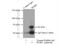 WD repeat-containing protein 1 antibody, 13676-1-AP, Proteintech Group, Immunoprecipitation image 