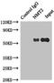 N-Myristoyltransferase 2 antibody, LS-C676170, Lifespan Biosciences, Immunoprecipitation image 