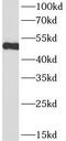 CD14 antibody, FNab01427, FineTest, Western Blot image 