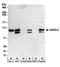 Growth Arrest Specific 2 Like 3 antibody, A304-151A, Bethyl Labs, Western Blot image 