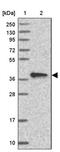 Cytokine Induced Apoptosis Inhibitor 1 antibody, PA5-59527, Invitrogen Antibodies, Western Blot image 