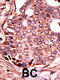 Selenophosphate Synthetase 2 antibody, 62-714, ProSci, Immunohistochemistry paraffin image 