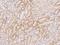 Acyl-CoA Synthetase Family Member 2 antibody, 206930-T08, Sino Biological, Immunohistochemistry frozen image 