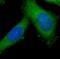 Matrix Metallopeptidase 12 antibody, FNab05234, FineTest, Immunofluorescence image 