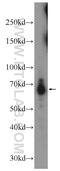 G Protein-Coupled Receptor 108 antibody, 24009-1-AP, Proteintech Group, Western Blot image 