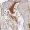Lipopolysaccharide Binding Protein antibody, NBP1-88371, Novus Biologicals, Immunohistochemistry paraffin image 