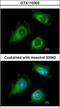 Fukutin antibody, GTX110302, GeneTex, Immunofluorescence image 