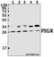 Phosphatidylinositol Glycan Anchor Biosynthesis Class X antibody, A14557-1, Boster Biological Technology, Western Blot image 
