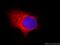 Tripeptidyl Peptidase 2 antibody, 66017-1-Ig, Proteintech Group, Immunofluorescence image 