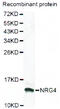 Neuregulin 4 antibody, MBS126646, MyBioSource, Western Blot image 