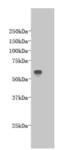 Transmembrane Protein 132E antibody, MBS857269, MyBioSource, Western Blot image 