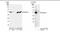 Ubiquitin-conjugating enzyme E2 Q2 antibody, NBP1-49694, Novus Biologicals, Western Blot image 