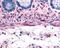 Adrenoceptor Alpha 1B antibody, 48-310, ProSci, Immunohistochemistry frozen image 