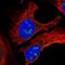 Transmembrane Protein 50B antibody, NBP2-56547, Novus Biologicals, Immunofluorescence image 