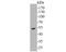 Keratin 14 antibody, NBP2-80404, Novus Biologicals, Western Blot image 