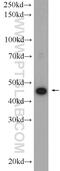 Cellular Communication Network Factor 4 antibody, 18166-1-AP, Proteintech Group, Western Blot image 