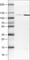 NLR Family Pyrin Domain Containing 3 antibody, AMAb90569, Atlas Antibodies, Western Blot image 