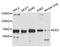 Polycomb protein EED antibody, A12773, ABclonal Technology, Western Blot image 