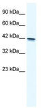 Transcription Elongation Factor A3 antibody, TA334025, Origene, Western Blot image 