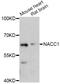 NACC1 antibody, abx126214, Abbexa, Western Blot image 