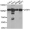 Ubiquitin Like With PHD And Ring Finger Domains 1 antibody, LS-C332075, Lifespan Biosciences, Western Blot image 
