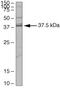 SAM Pointed Domain Containing ETS Transcription Factor antibody, 36-3600, Invitrogen Antibodies, Western Blot image 