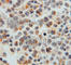 SEC24 Homolog A, COPII Coat Complex Component antibody, A4455, ABclonal Technology, Immunohistochemistry paraffin image 