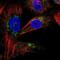 mCAC antibody, NBP1-86689, Novus Biologicals, Immunofluorescence image 